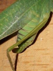 Chloroscirtus forcipatus