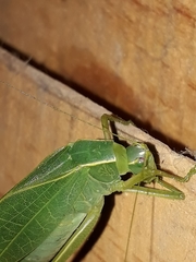 Chloroscirtus forcipatus