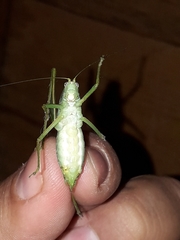 Chloroscirtus forcipatus