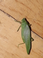 Chloroscirtus forcipatus