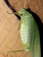 Chloroscirtus forcipatus