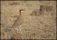 Cursorius coromandelicus