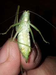 Chloroscirtus forcipatus