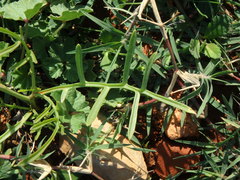 Erucaria hispanica