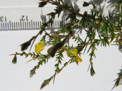 Aspalathus acuminata acuminata
