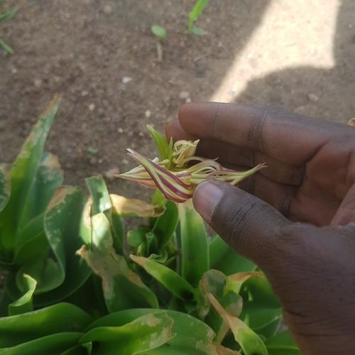 Crinum ornatum image