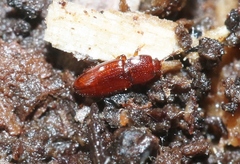 Philothermus nitidus