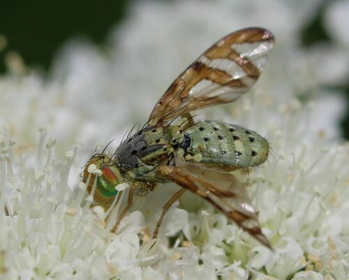 Goatsbeard Fly