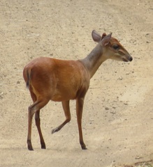 Cephalophorus natalensis natalensis