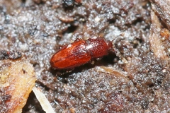 Philothermus nitidus