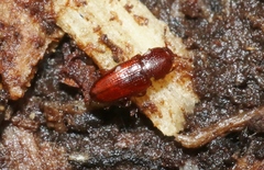 Philothermus nitidus