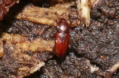 Philothermus nitidus