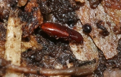 Philothermus nitidus