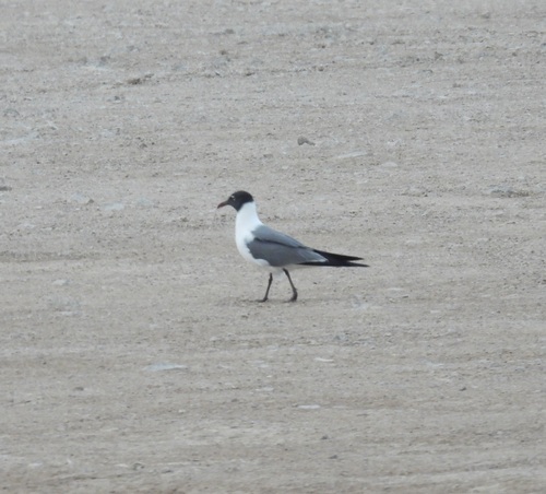 Laughing Gull photographed in New Mexico