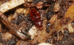 Philothermus nitidus