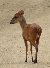 Cephalophorus natalensis natalensis