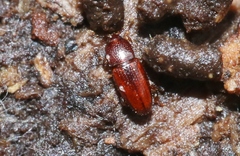 Philothermus nitidus