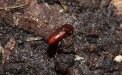 Philothermus nitidus