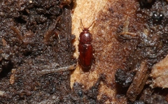 Philothermus nitidus