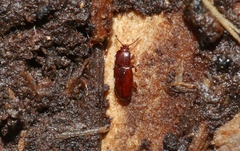 Philothermus nitidus