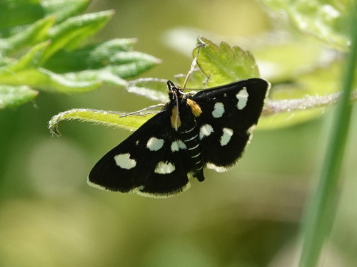 Anania funebris
