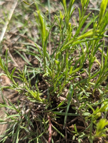 Image of Ipomopsis laxiflora by (c) Eric Watts, some rights reserved (CC BY)