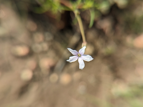Image of Ipomopsis laxiflora by (c) Eric Watts, some rights reserved (CC BY)