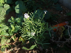 Erucaria hispanica