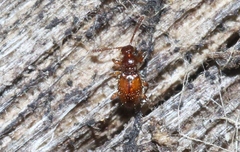 Scydmaeninae