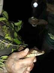 Caiman crocodilus chiapasius
