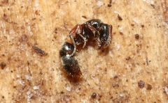 Hypoponera scitula