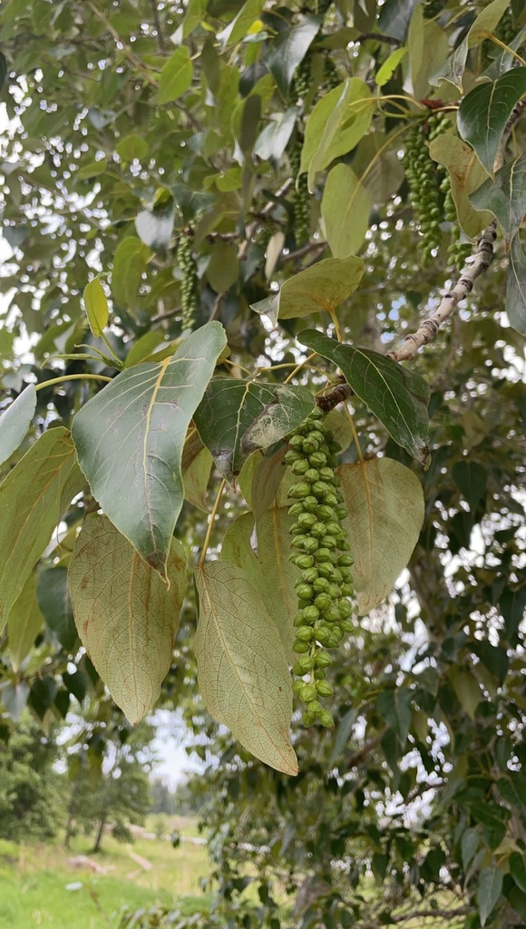 balsam poplar (Medicinal Plants of KY) · iNaturalist