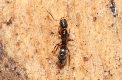 Hypoponera scitula
