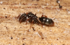 Hypoponera scitula