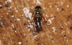 Hypoponera scitula