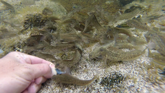 Parablennius parvicornis