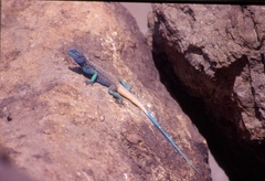 Acanthocercus adramitanus