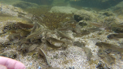 Parablennius parvicornis