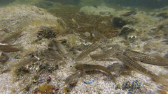 Parablennius parvicornis