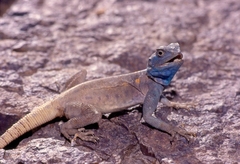 Acanthocercus adramitanus