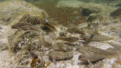 Parablennius parvicornis