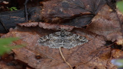 Cleora cinctaria