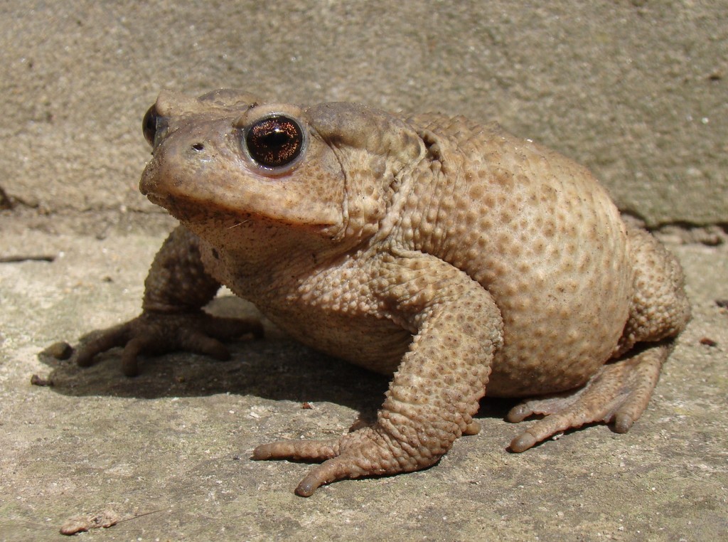 Caucasian Toad
