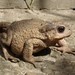 Caucasian Toad - Photo (c) Юрий Данилевский (Yuriy Danilevsky), some rights reserved (CC BY)