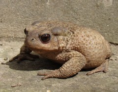 Bufo verrucosissimus
