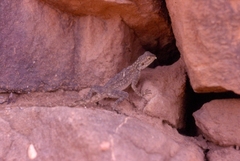 Acanthocercus adramitanus
