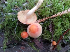 Pyrrhulomyces astragalinus