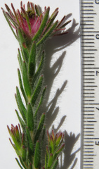 Diastella proteoides