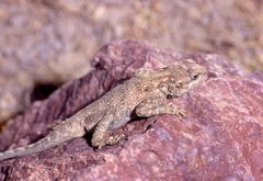 Acanthocercus yemensis