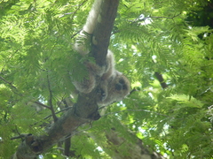 Plecturocebus donacophilus